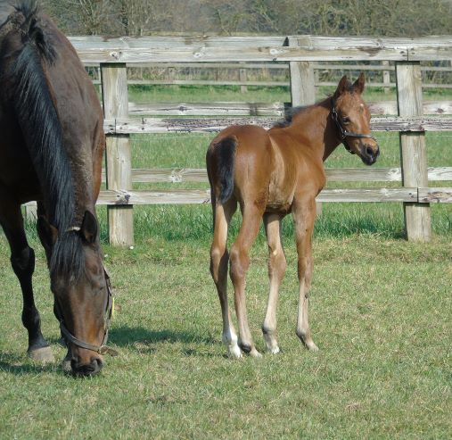2021 filly by Night of Thunder